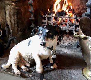 Bobby is a regular visitor who likes to get as close as possible to the fire!